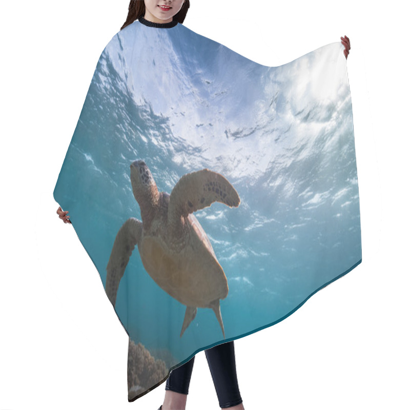 Personality  Turtle In The Sea Hair Cutting Cape