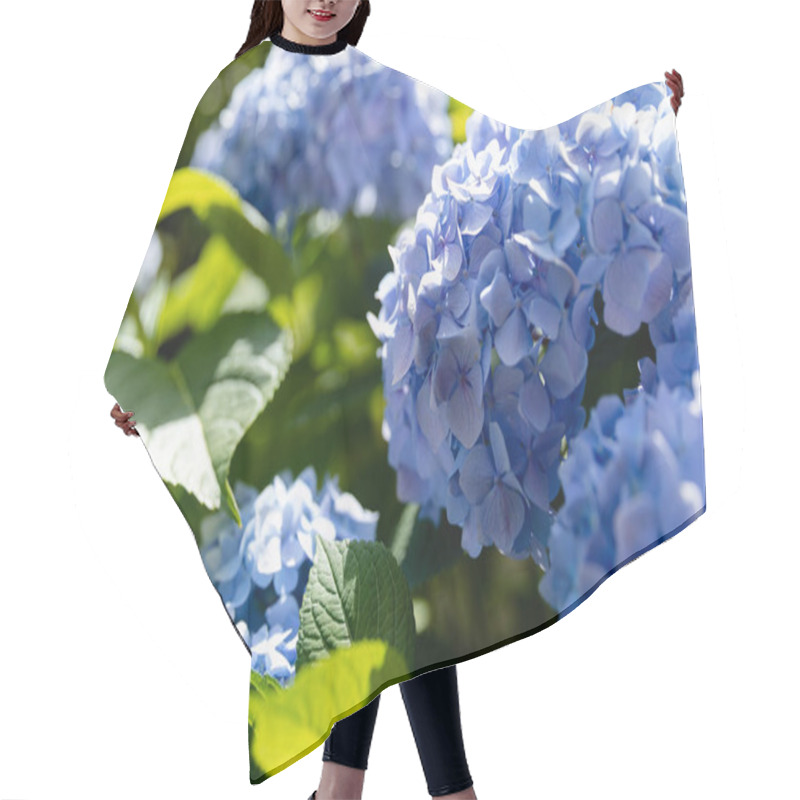 Personality  Hydrangea. Blue And Lilac Hydrangea Flowers. Hair Cutting Cape