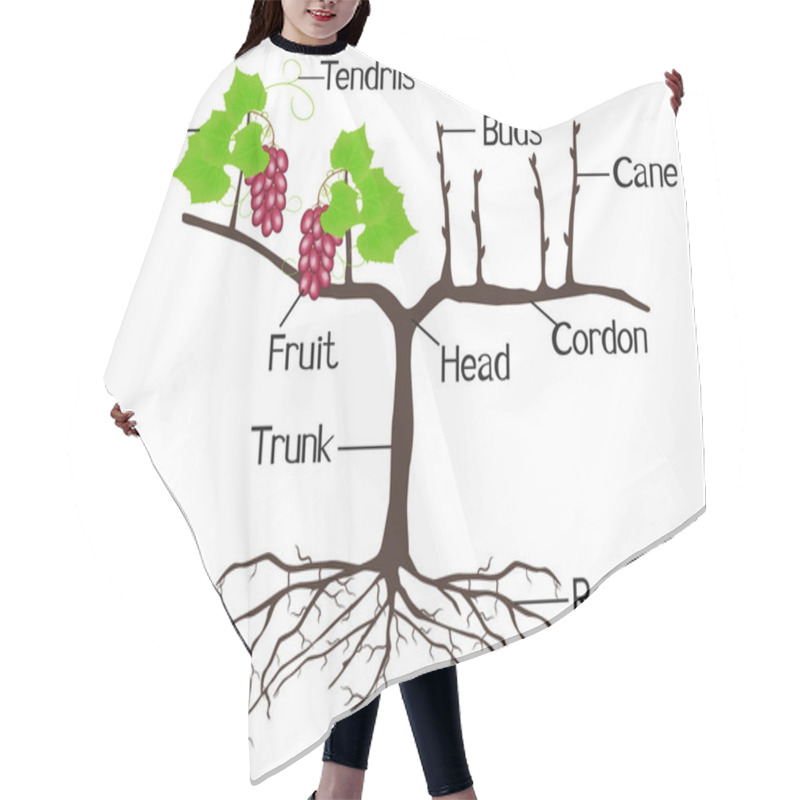 Personality  The Illustration Shows Part Of The Grape Plants. Hair Cutting Cape