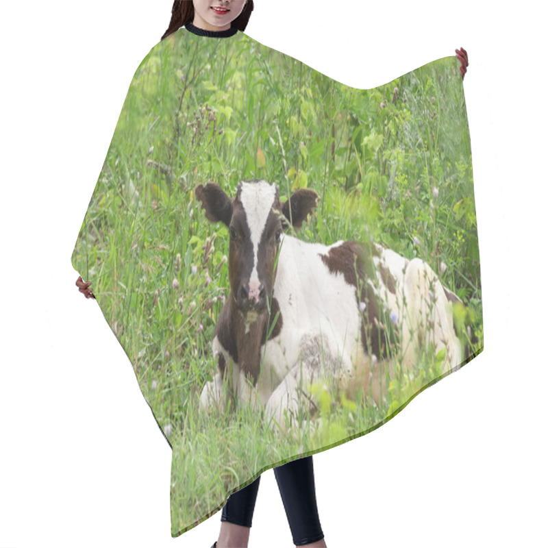 Personality  Cow Calf In The Meadow Hair Cutting Cape