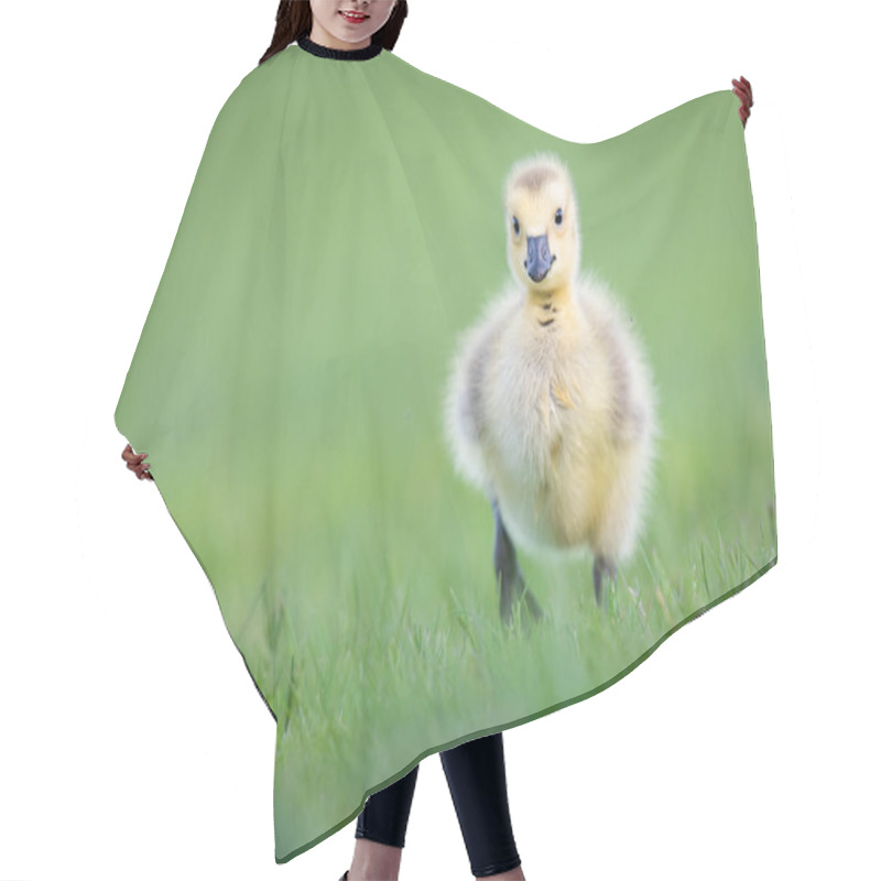 Personality  Canadian Goose Goslings In The Wild Hair Cutting Cape