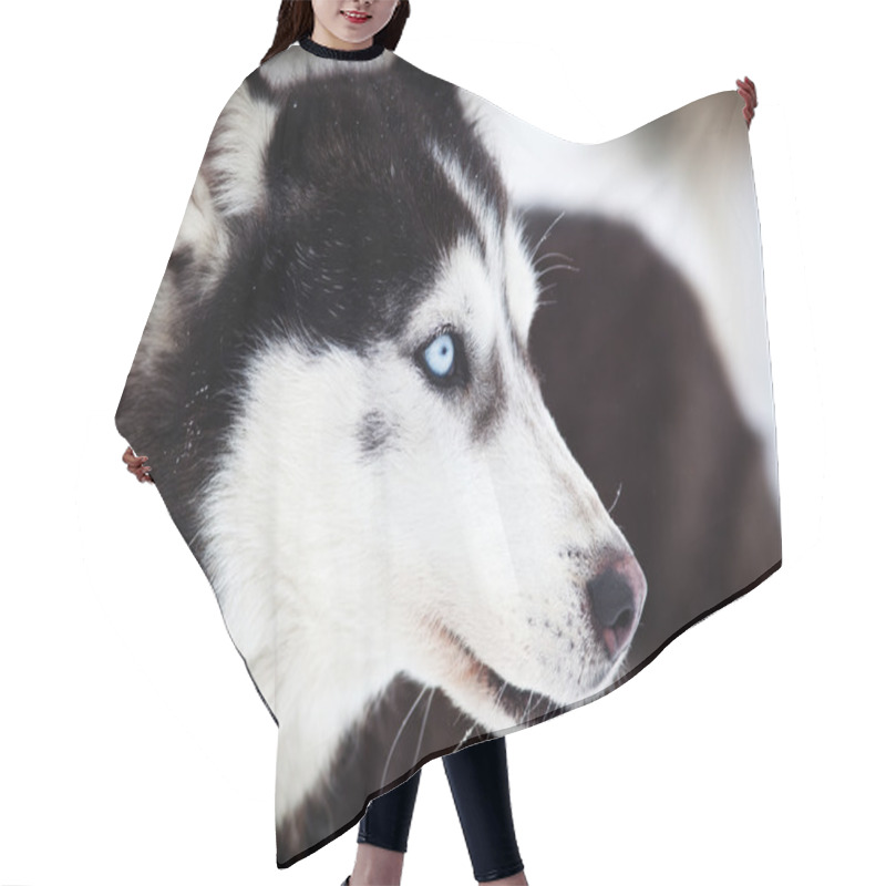 Personality  Husky Portrait With Blue Eyes Hair Cutting Cape