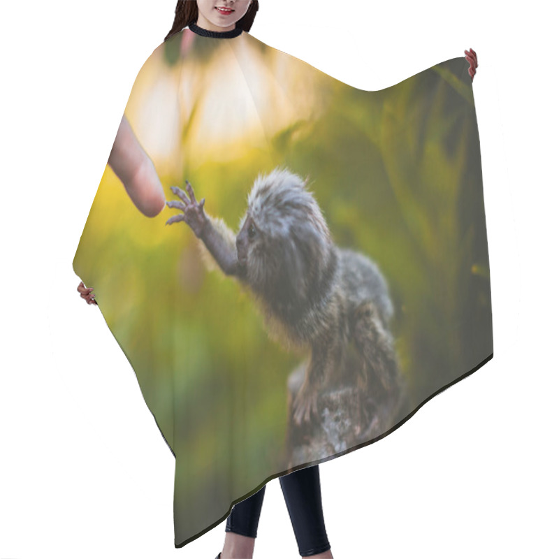 Personality  The Common Marmoset Baby On The Branch In Summer Garden With Humsn Hand Hair Cutting Cape