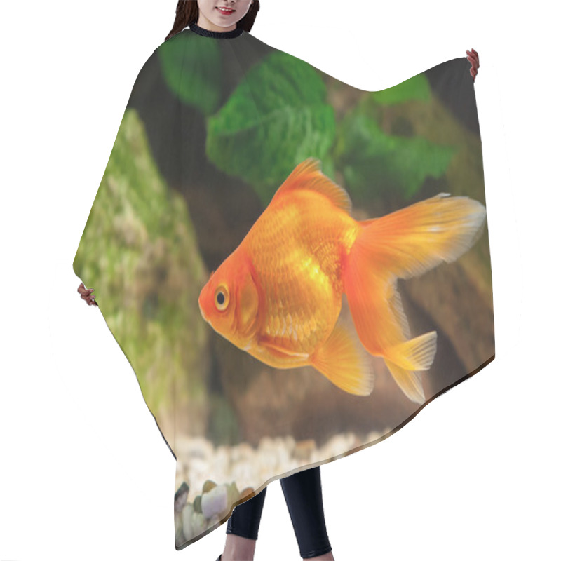 Personality  Goldfish In Aquarium With Green Plants, And Stones Hair Cutting Cape