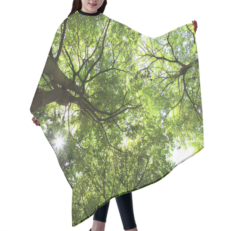 Personality  Green Trees In Deep Forest  Hair Cutting Cape