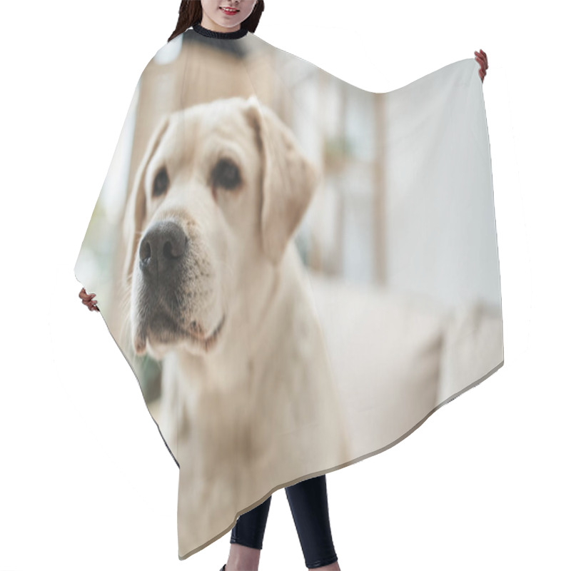 Personality  Furry Domestic Animal, Cute Labrador Looking Away In Living Room Inside Of Modern Apartment Hair Cutting Cape