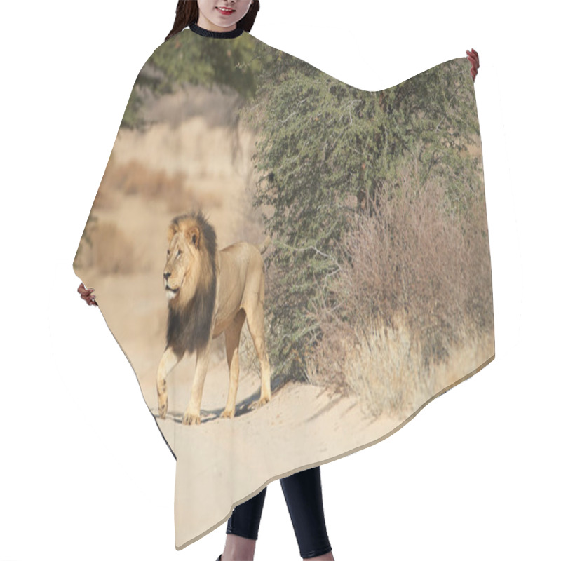 Personality  Kalahari Lion, Panthera Leo Vernayi, Walking In Typical Environment Of Kalahari Desert. Big Lion Male With Black Mane In Sunny Hot Day. Direct View, Low Angle. Kgalagadi Transfrontier Park, Botswana Hair Cutting Cape