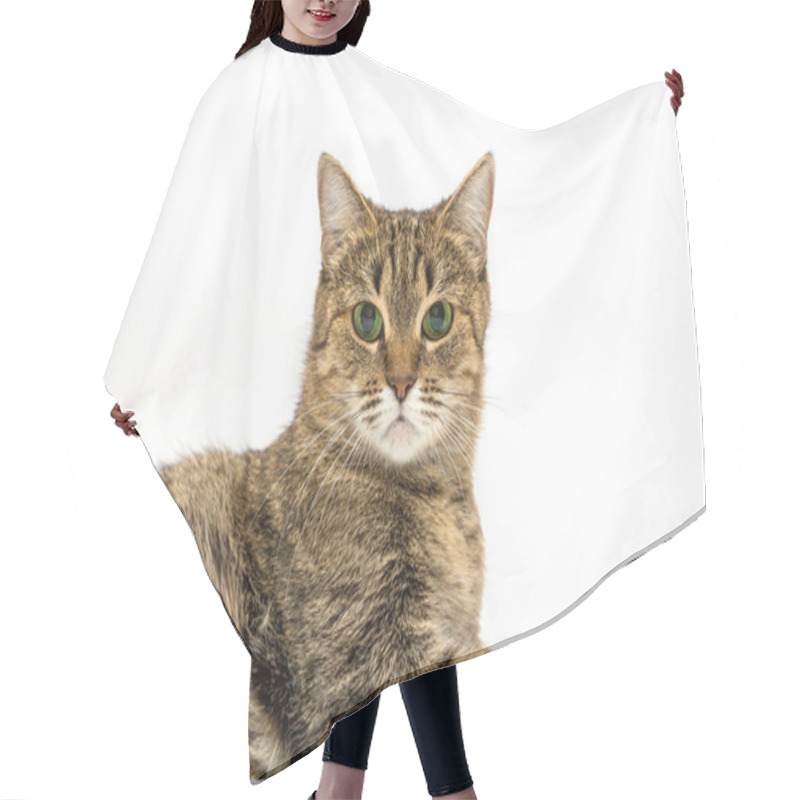 Personality  Cat. Hair Cutting Cape