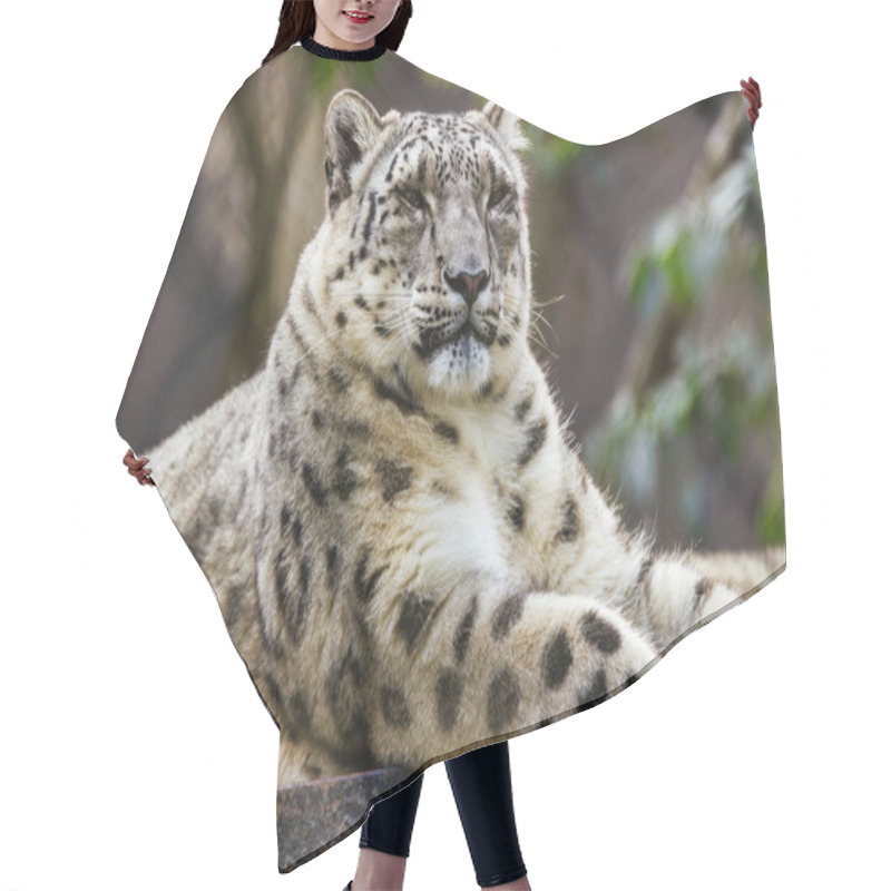 Personality  Snow Leopard Close Up Animal Protection Concept Hair Cutting Cape