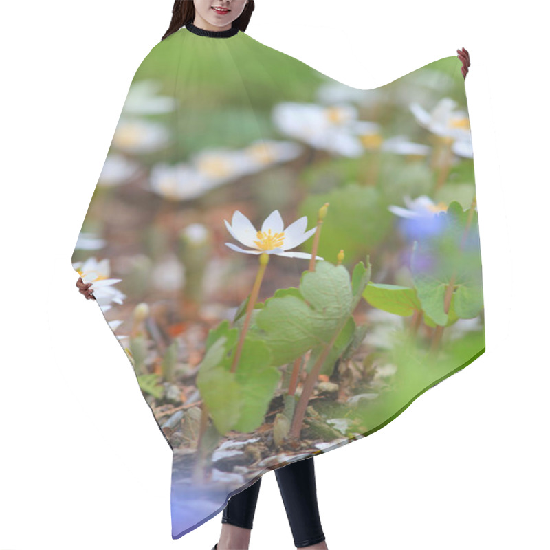 Personality  Close Up Shot Of Blood Root Flowers Hair Cutting Cape