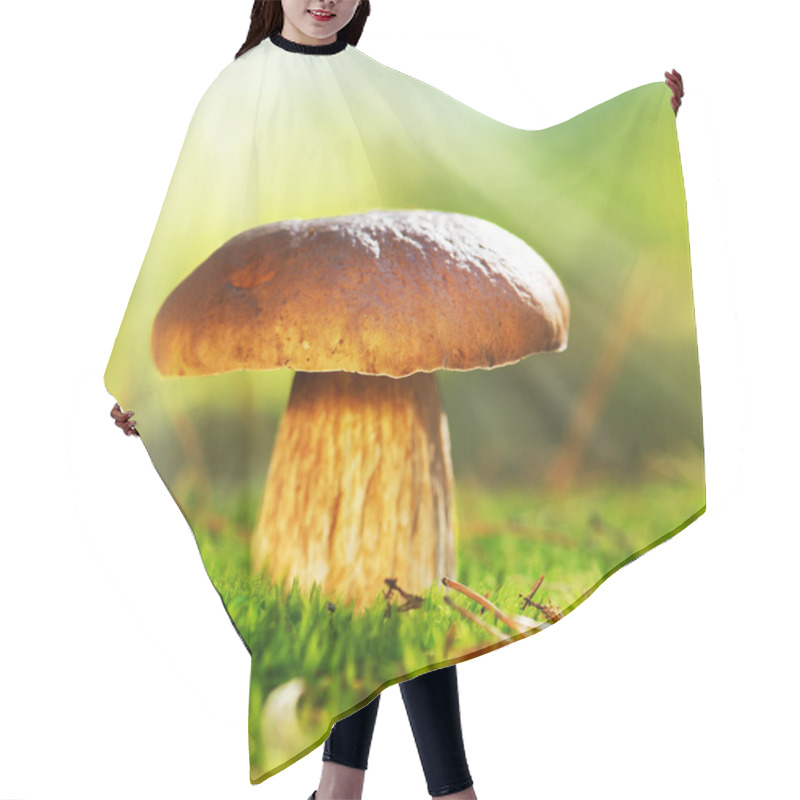 Personality  Cep Mushroom Growing In Autumn Forest. Boletus Hair Cutting Cape