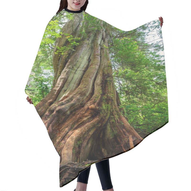 Personality  A Low Angle Shot Of A Giant Western Red Cedar Tree In A Lush Green Forest On A Sunny Day Hair Cutting Cape