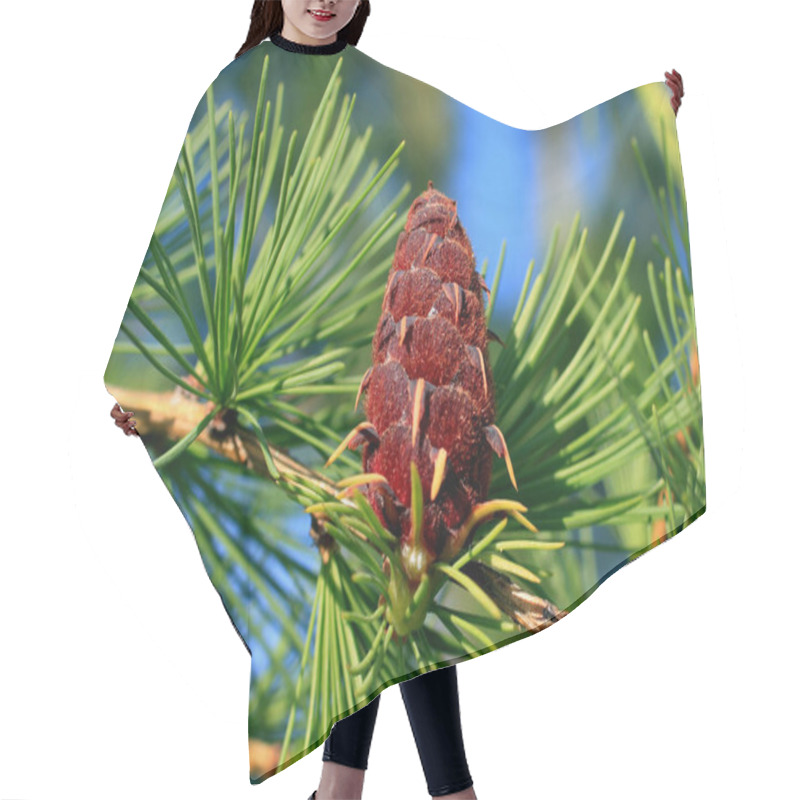 Personality  A Branch With Pine Needles And Larch Cones On A Summer Day Hair Cutting Cape