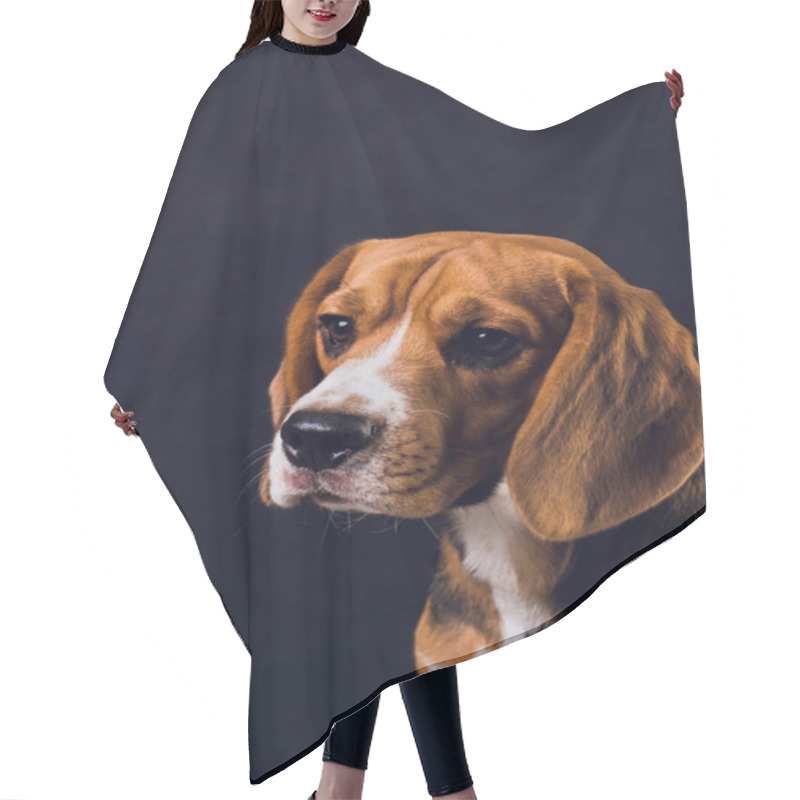 Personality  Young Puppy, Beagle Dog, Isolated On Black Background. Hair Cutting Cape