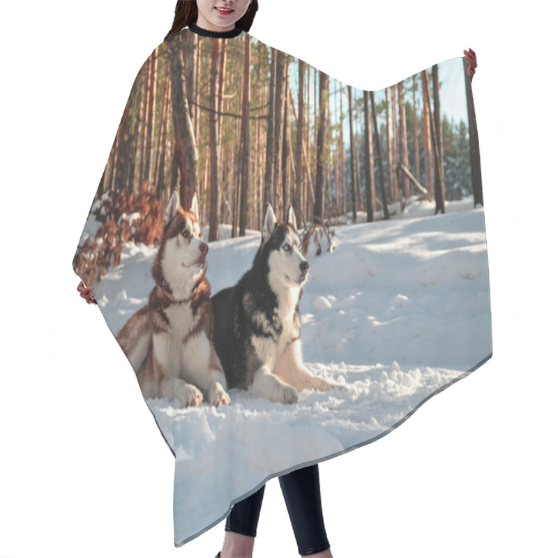 Personality  Huskys Lying On Snow In Hair Cutting Cape