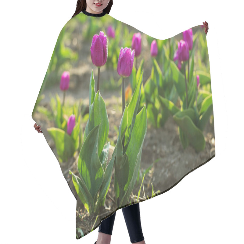 Personality  Field With Fresh Beautiful Tulips, Space For Text. Blooming Spring Flowers Hair Cutting Cape