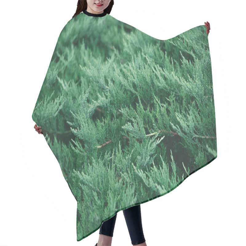 Personality  Full Frame Shot Of Fir Branches For Background Hair Cutting Cape