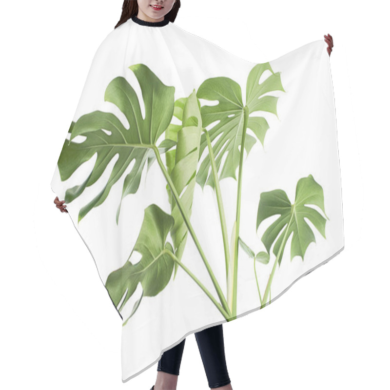 Personality  Monstera Deliciosa Leaf Or Swiss Cheese Plant, Isolated On White Background, With Clipping Path Hair Cutting Cape