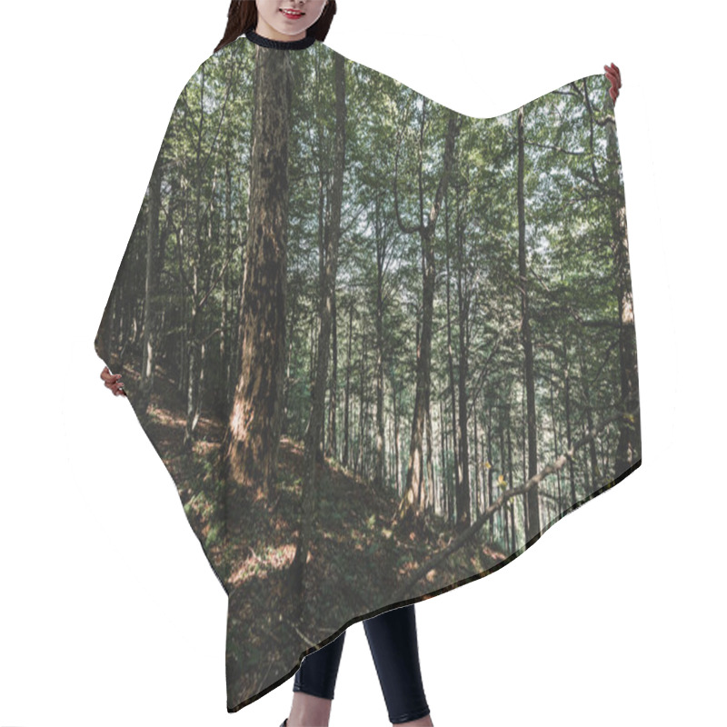 Personality  Sunshine On Trees With Green And Fresh Leaves In Woods  Hair Cutting Cape