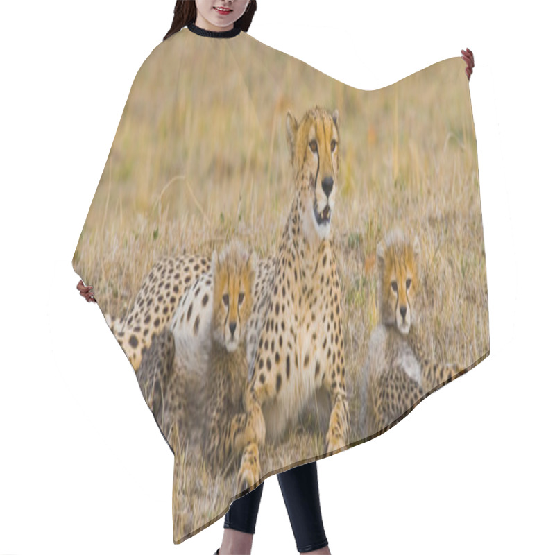 Personality  Mother Cheetah With Her Cubs Hair Cutting Cape