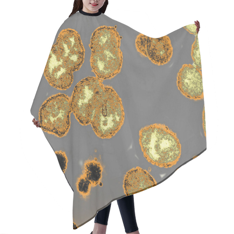 Personality  Gonorrhea Bacterium Hair Cutting Cape