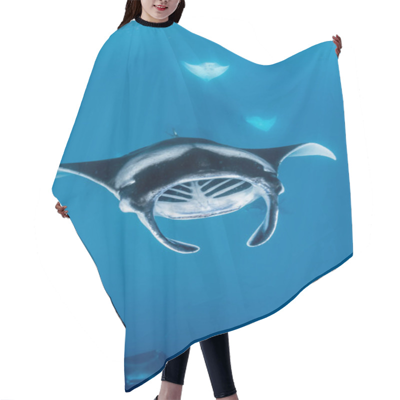 Personality  Manta Ray In Maldives Hair Cutting Cape