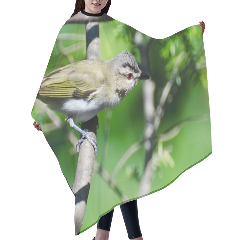 Personality  Red-Eyed Vireo Perched In A Tree Hair Cutting Cape