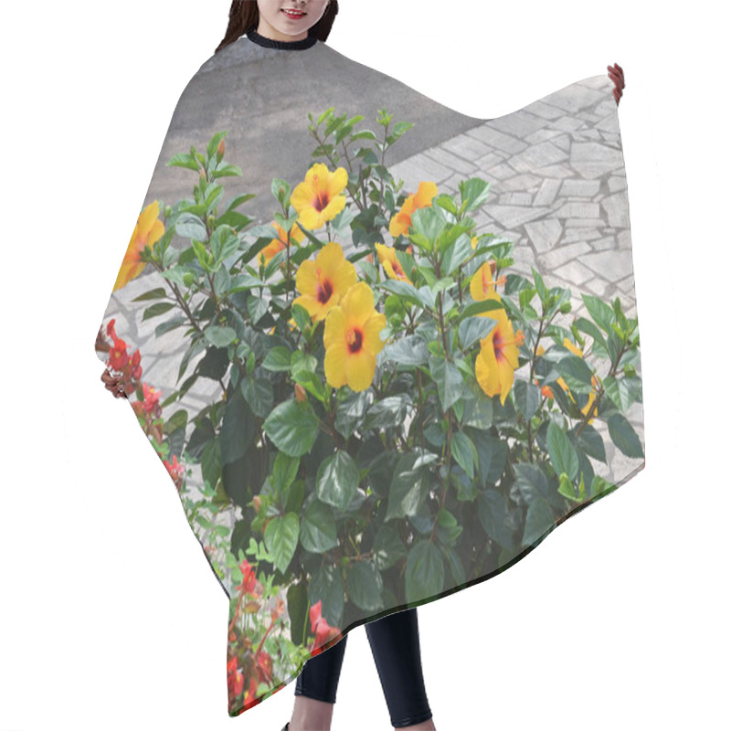 Personality  Hibiscus Rosa Sinensis And Begonias Hair Cutting Cape