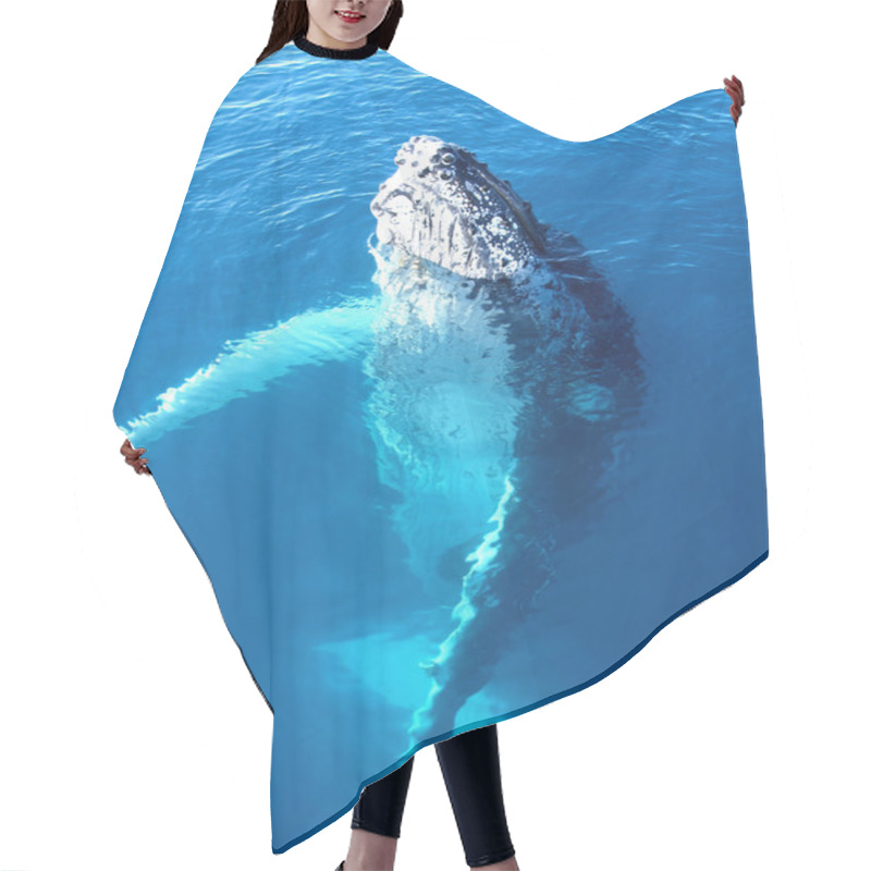 Personality  Portrait Of A Majestic Humpback Whale Hair Cutting Cape