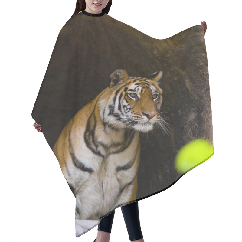 Personality  One Wild Tiger. Hair Cutting Cape