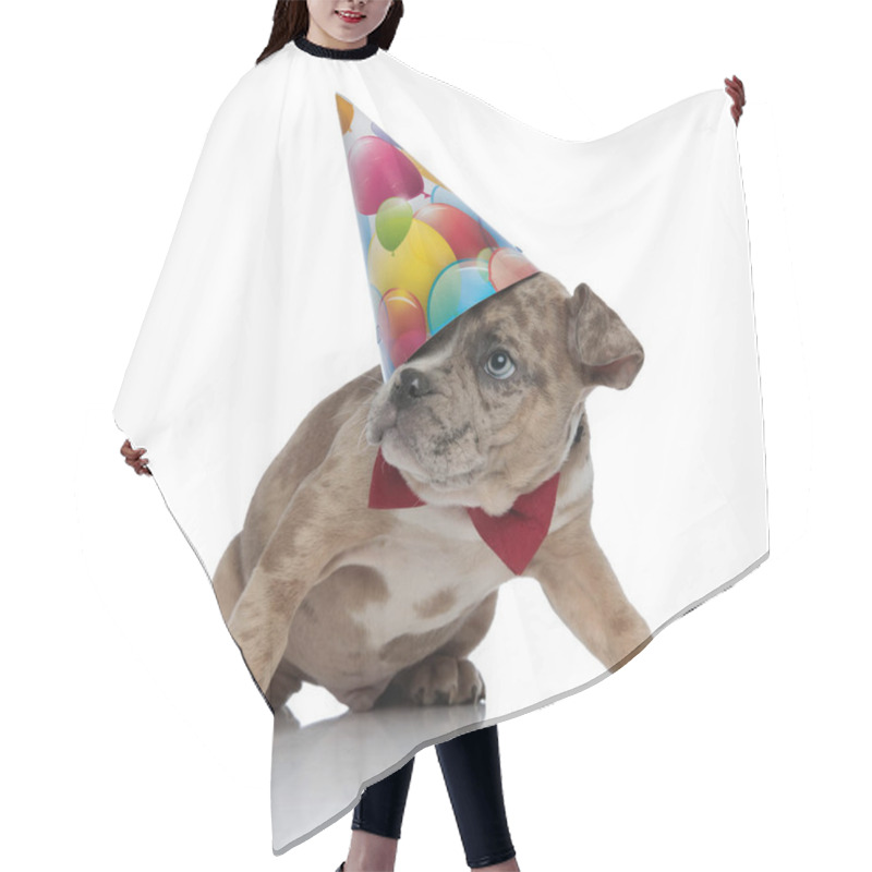 Personality  American Bully Puppy Wearing Bowtie And Birthday Cap Hair Cutting Cape