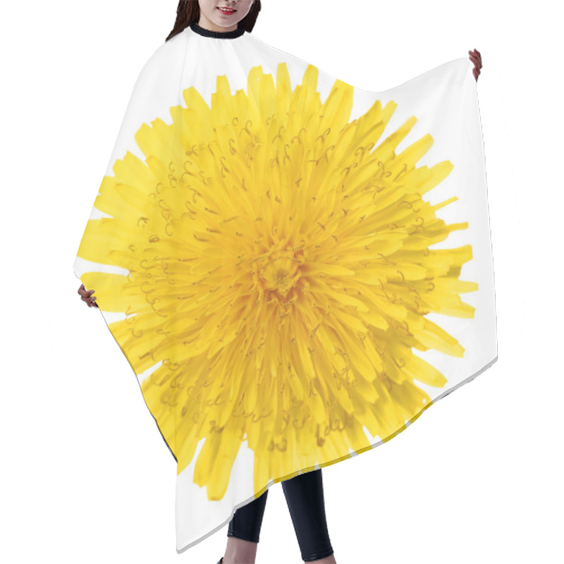 Personality  Yellow Dandelion Flower Isolated On White. Taraxacum Officinale. Hair Cutting Cape