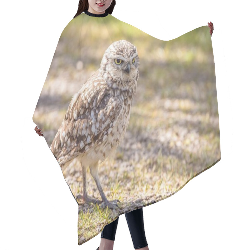 Personality  Burrowing Owl (Athene Cunicularia)  Standing On The Ground, Cumbria, UK Hair Cutting Cape