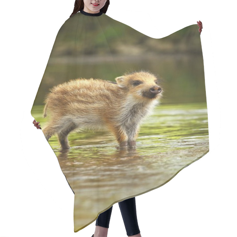 Personality  Adorable Wild Piglet In Water Hair Cutting Cape