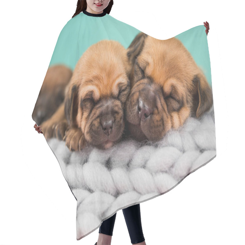 Personality  Pet, Dog Puppy, Sleeps On A Blanket Hair Cutting Cape