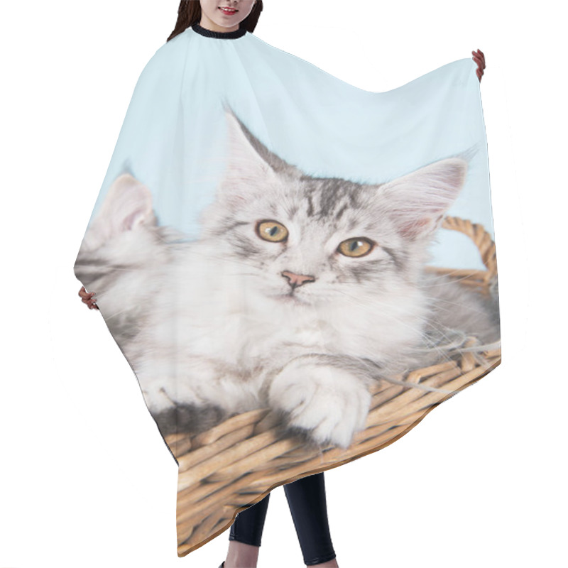 Personality  Maine Coon Kittens In Basket Hair Cutting Cape