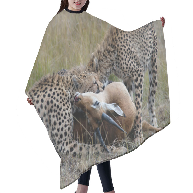 Personality   Cheetah Family, Catching And Devouring A Gazelle On The African Savannah Hair Cutting Cape