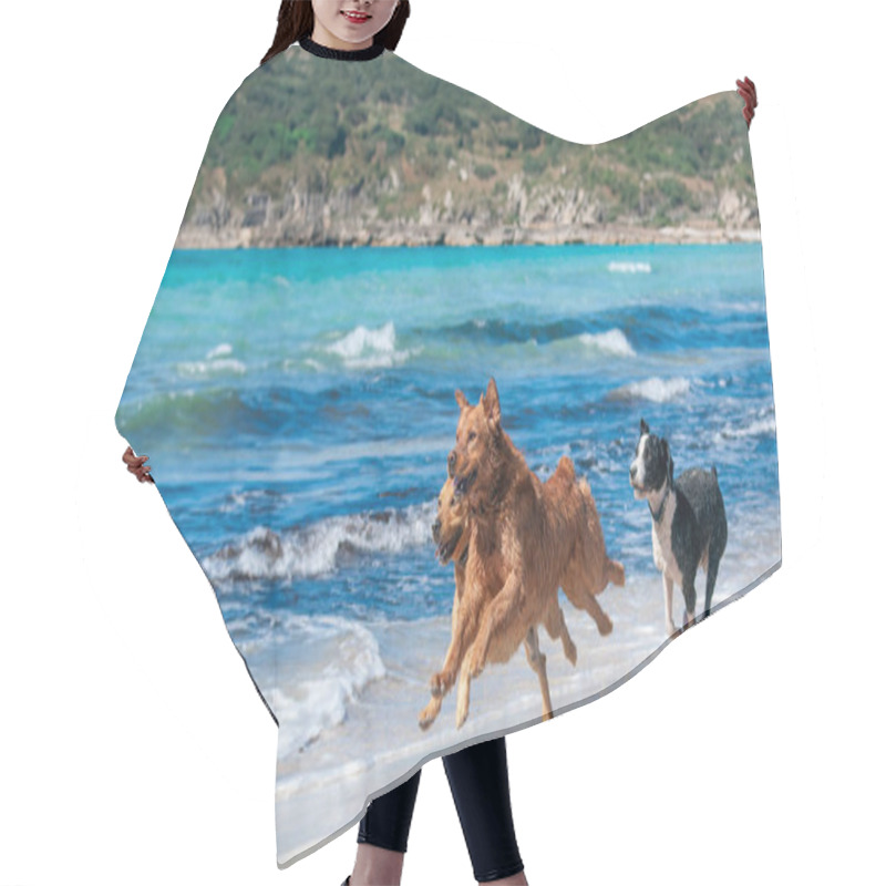 Personality  On A Sunny Day At Playa Del Caragol In Mallorca, Three Dogs Energetically Race Along The Shoreline. Their Playful Dashes, Accompanied By The Shimmering Sea And Radiant Sunlight, Encapsulate A Moment Of Pure Joy And Freedom Hair Cutting Cape