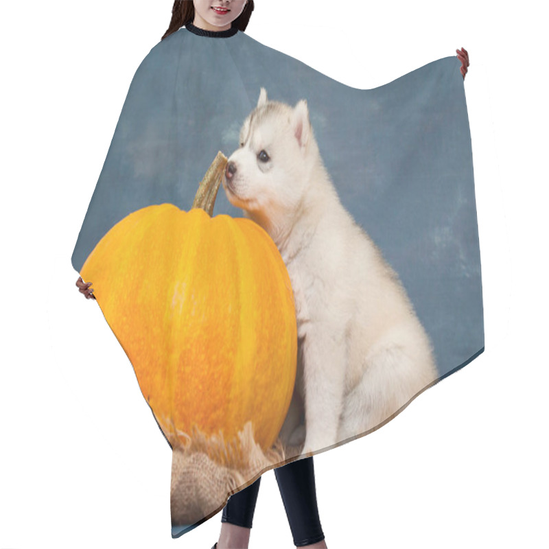 Personality  Adorable Siberian Husky Puppy On Studio Background Autumn Concept Hair Cutting Cape