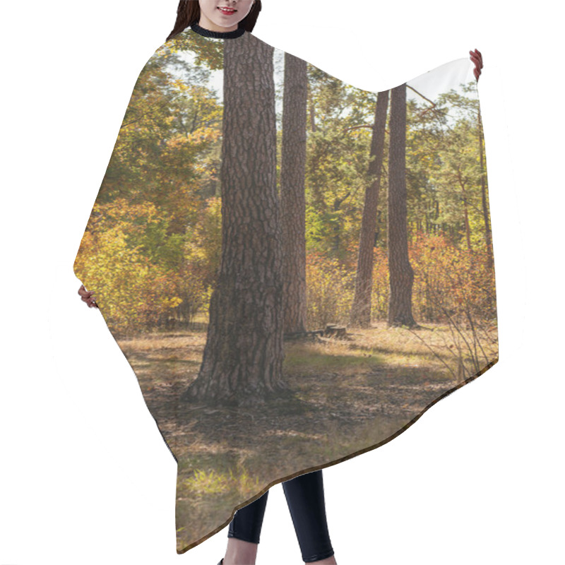 Personality  Picturesque Autumnal Forest With Wooden Tree Trunks In Sunlight Hair Cutting Cape