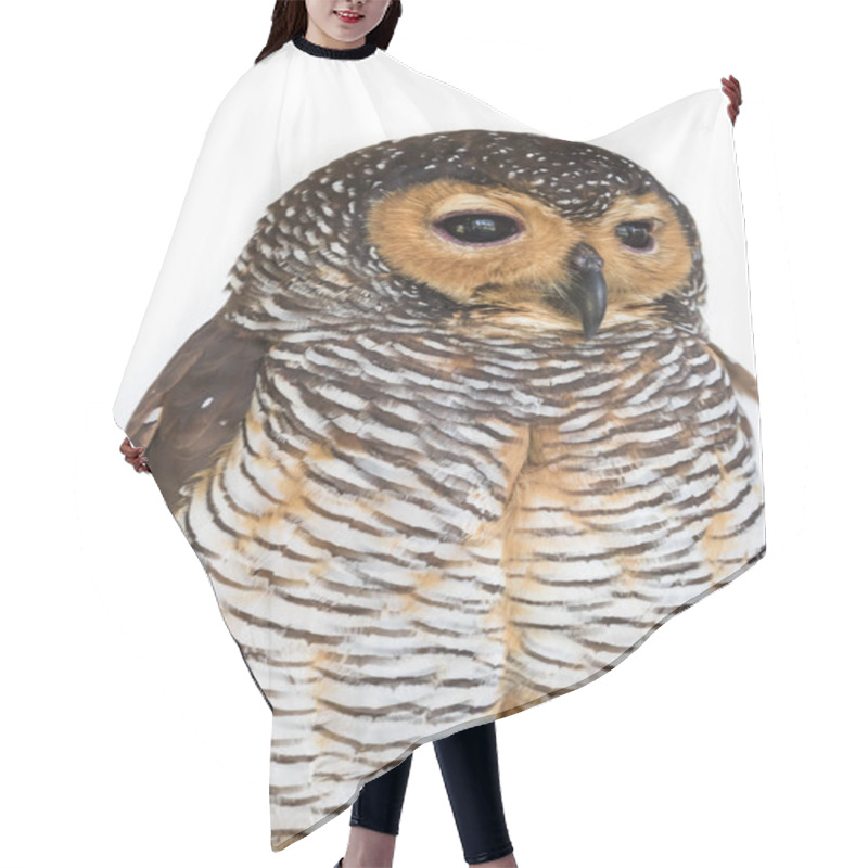 Personality  Portrait Of  Brown Wood Owl Bird From Thailand Hair Cutting Cape