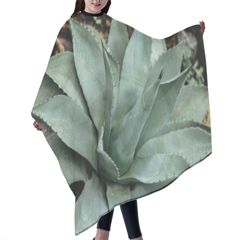 Personality  Green Prickly Leaves Of Tropical Succulent In Garden Hair Cutting Cape