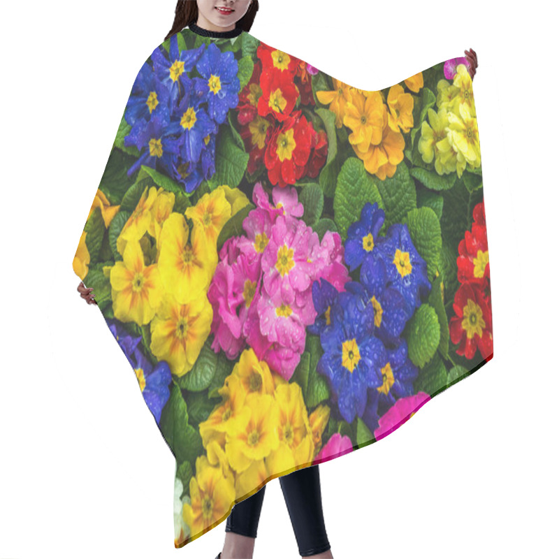 Personality  Beautiful Primrose Flowers. Hair Cutting Cape