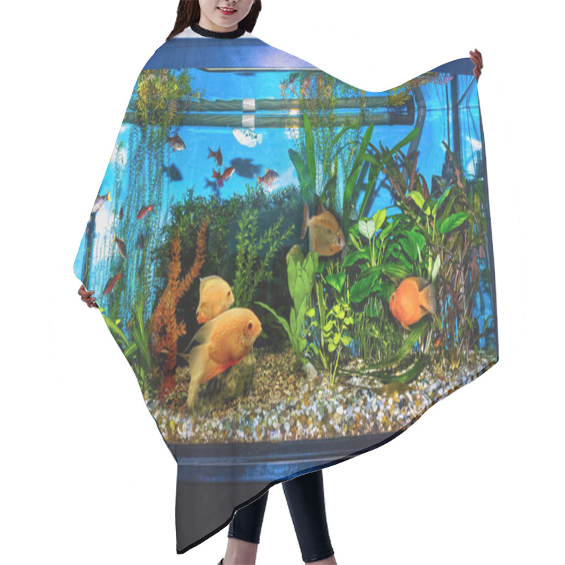 Personality  The Close Up Of Aquarium Tank Full Of Fish Hair Cutting Cape