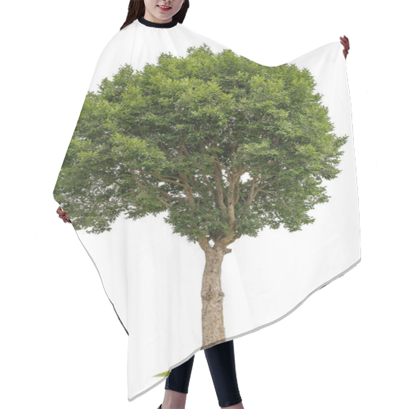 Personality  Cutout Tree For Use As A Raw Material For Editing Work. Isolated Of Big Almond Tree Or Thai 's Name Is Grabok On White Background With Clipping Path. Hair Cutting Cape