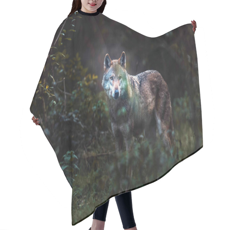 Personality  Solitary Gray Wolf  Hair Cutting Cape