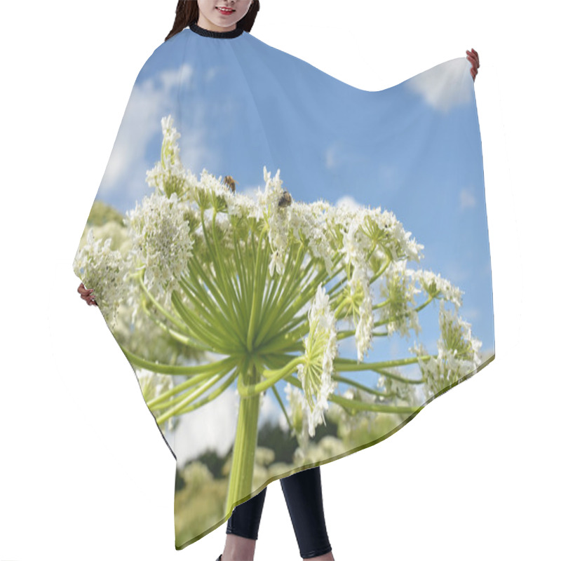 Personality  Giant Hogweed Detail Of White Flower Hair Cutting Cape