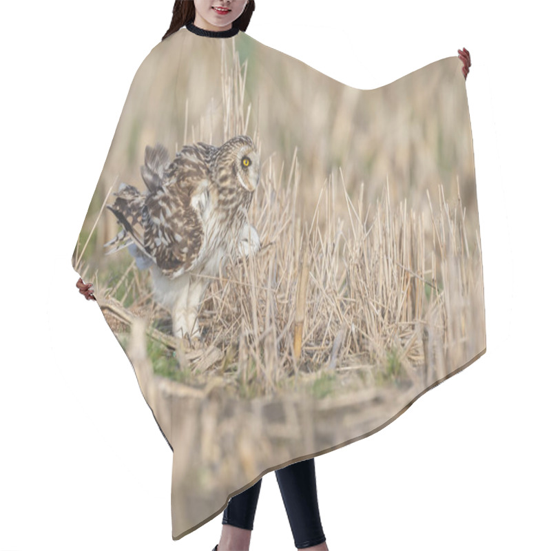 Personality  Short Eared Owl  Hair Cutting Cape