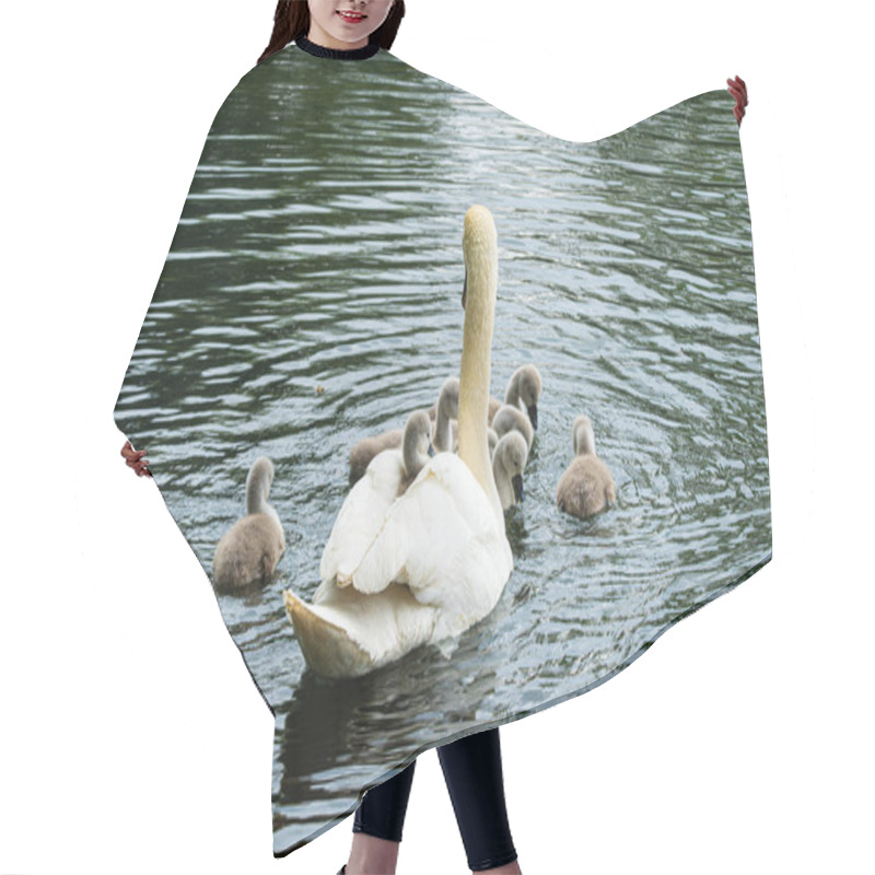 Personality  A Mute Swan (Cygnus Olor) Is Surrounded By Her Cygnets On A Lake. The Swan Is Carrying One Of The Cygnets On Her Back. The Lake Is Calm With Light Ripples On The Water Hair Cutting Cape