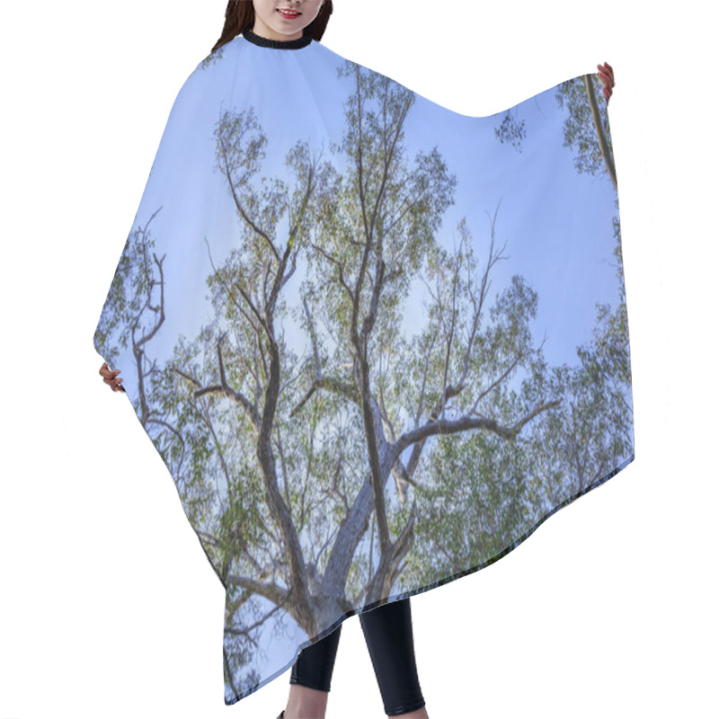 Personality  Australian Native Blue Gum Trees And Sky Hair Cutting Cape